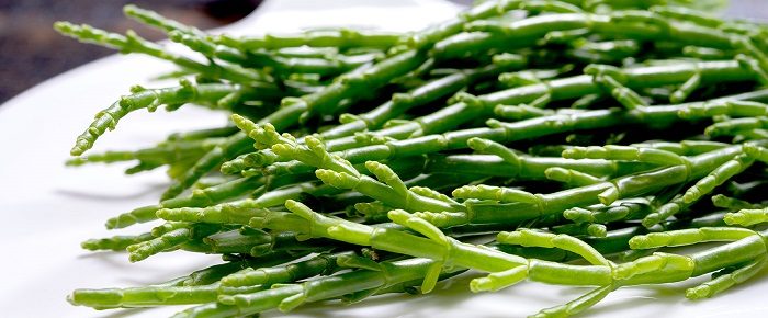 Salicornia
